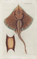 Ikony rerum naturalium ou figures enluminées d'histoire naturelle du nord Pl43 - Peder Ascanius — widok dzieła