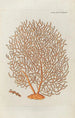 Icones rerum naturalium ou figures enluminées d'histoire naturelle du nord Pl49 - Peder Ascanius — widok dzieła