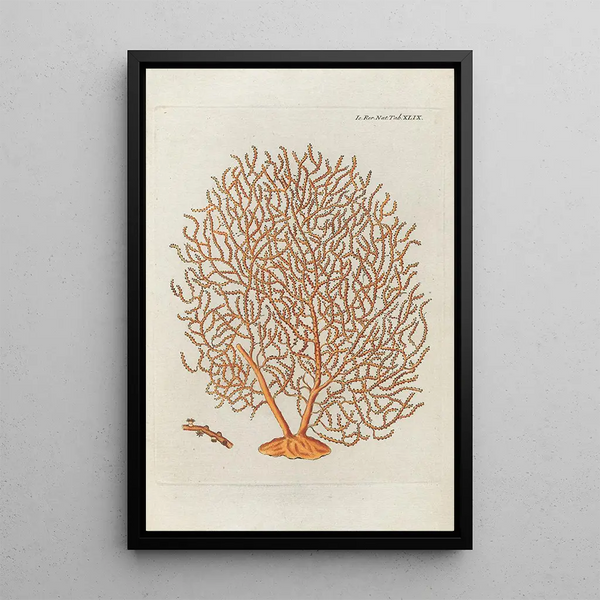 Icones rerum naturalium ou figures enluminées d'histoire naturelle du nord Pl49 - Peder Ascanius — oprawiony obraz na ścianie