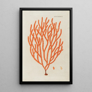 Peder Ascanius - Icones rerum naturalium ou figures enlumines dhistoire naturelle du nord Pl50.webp