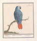 Papuga ognista z szarym ogonem Psittacus erithacus - Anselmus Botius de Boodt — widok dzieła