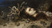 Głowa Meduzy - Peter Paul Rubens — widok dzieła