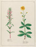 Melissa turcica i Arnica officinalis - Petr Martynovich Gofman — widok dzieła
