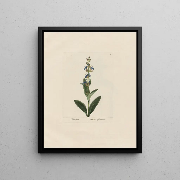Petr Martynovich Gofman - Salvia officinalis.webp