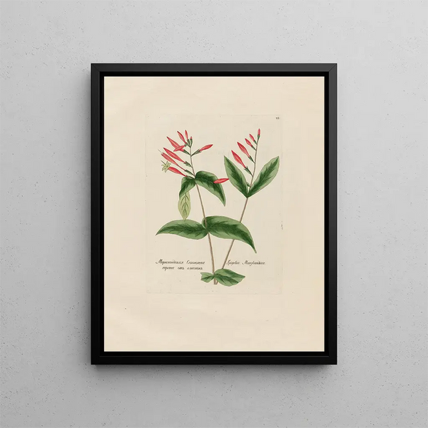 Petr Martynovich Gofman - Spigelia Marylandica.webp