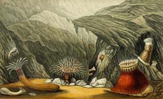 Philip Henry Gosse - Phellia gausapata P murocincta Gregoria fenestrata Bunodes coronata.webp
