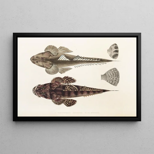 Fauna japonica Pl025 - Philipp Franz Balthasar von Siebold — oprawiony obraz na ścianie