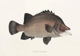Philipp Franz Balthasar von Siebold - Fauna japonica Pl037.webp