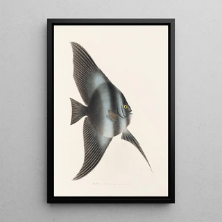 Philipp Franz Balthasar von Siebold - Fauna japonica Pl056.webp