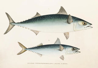 Philipp Franz Balthasar von Siebold - Fauna japonica Pl060.webp
