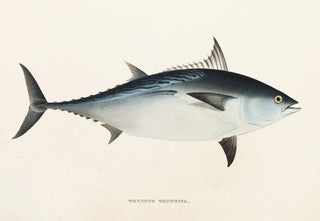 Philipp Franz Balthasar von Siebold - Fauna japonica Pl061.webp