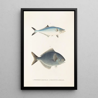 Philipp Franz Balthasar von Siebold - Fauna japonica Pl070.webp