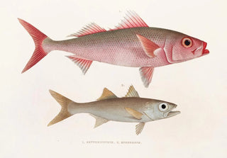 Philipp Franz Balthasar von Siebold - Fauna japonica Pl076.webp