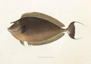 Philipp Franz Balthasar von Siebold - Fauna japonica Pl083.webp