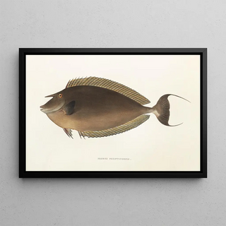 Philipp Franz Balthasar von Siebold - Fauna japonica Pl083.webp
