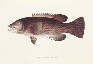 Philipp Franz Balthasar von Siebold - Fauna japonica Pl098.webp