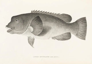 Philipp Franz Balthasar von Siebold - Fauna japonica Pl099.webp
