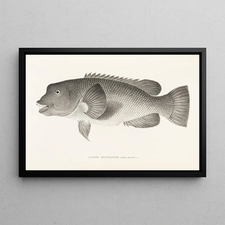 Philipp Franz Balthasar von Siebold - Fauna japonica Pl099.webp