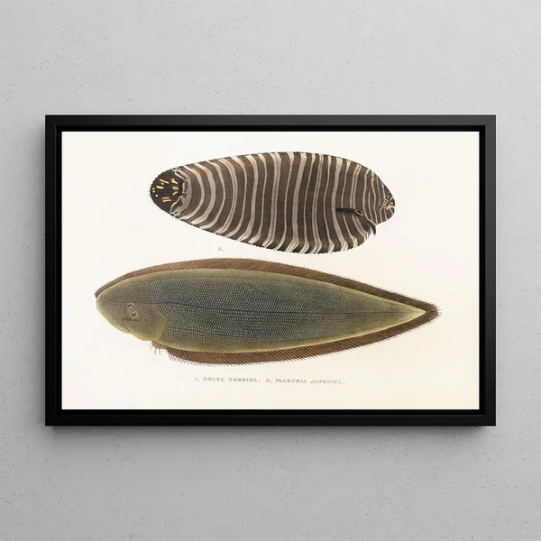 Philipp Franz Balthasar von Siebold - Fauna japonica Pl112.webp