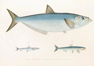 Philipp Franz Balthasar von Siebold - Fauna japonica Pl125.webp
