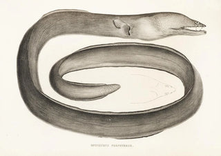 Philipp Franz Balthasar von Siebold - Fauna japonica Pl133.webp