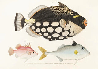 Philipp Franz Balthasar von Siebold - Fauna japonica Pl146.webp