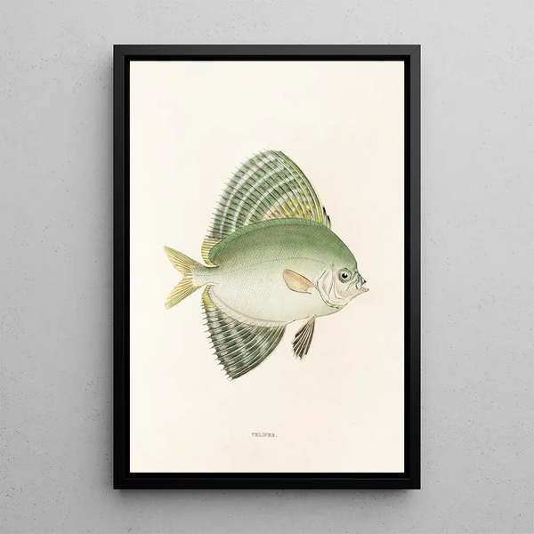 Philipp Franz Balthasar von Siebold - Fauna japonica Pl161.webp