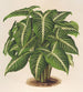 Phyllotnium Lindeni - Charles Antoine Lemaire — widok dzieła