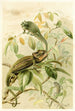 Caméléons - Pierre Jacques Smit — widok dzieła