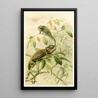 Pierre Jacques Smit - Chameleons.webp