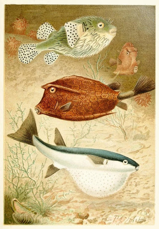 Pierre Jacques Smit - Globe fish and Coffer fish.webp