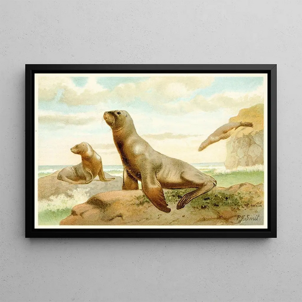 Pierre Jacques Smit - Hookers Sea Lion.webp