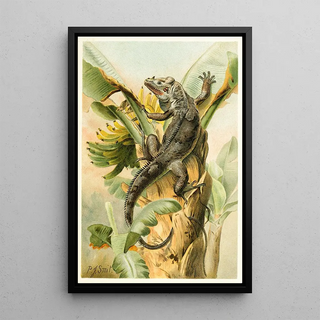 Pierre Jacques Smit - The Black Iguana.webp