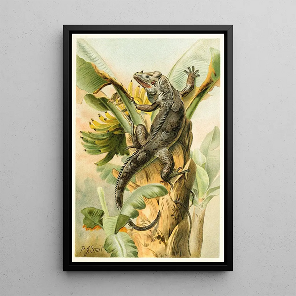 Pierre Jacques Smit - The Black Iguana.webp