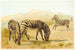 Zebra - Pierre Jacques Smit — widok dzieła