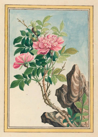 Pierre Joseph Buchoz - Plantes de Chine Pl002.webp