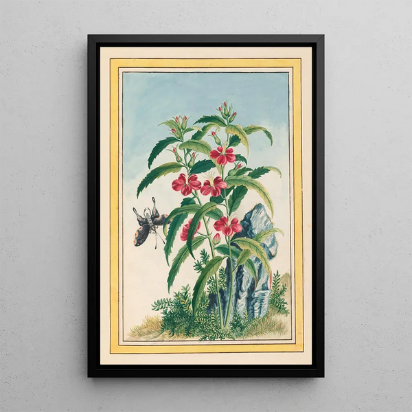 Pierre Joseph Buchoz - Plantes de Chine Pl021.webp