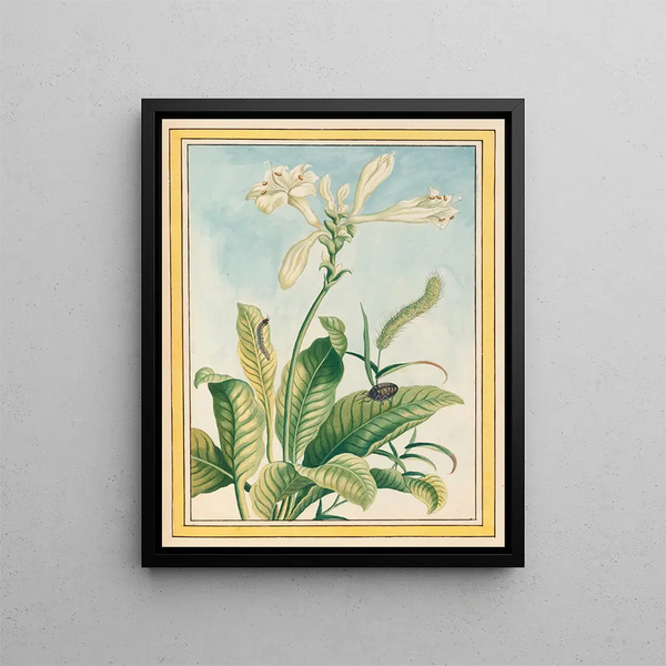 Pierre Joseph Buchoz - Plantes de Chine Pl037.webp