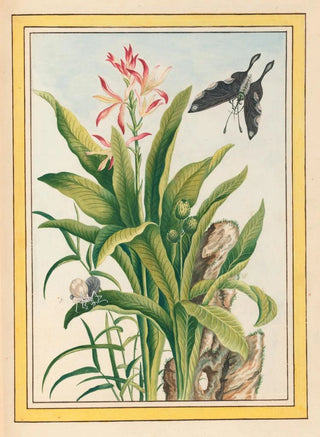 Pierre Joseph Buchoz - Plantes de Chine Pl041.webp