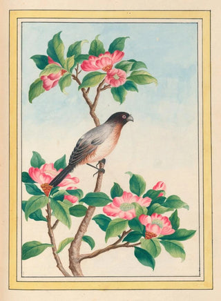 Pierre Joseph Buchoz - Plantes de Chine Pl046.webp