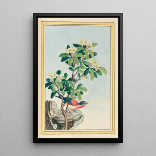 Pierre Joseph Buchoz - Plantes de Chine Pl060.webp