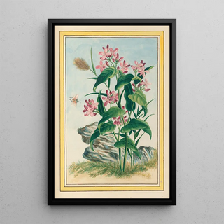 Pierre Joseph Buchoz - Plantes de Chine Pl079.webp