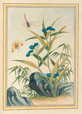Pierre Joseph Buchoz - Plantes de Chine Pl083.webp
