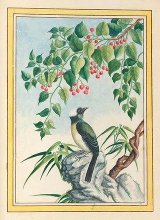 Pierre Joseph Buchoz - Plantes de Chine Pl090.webp