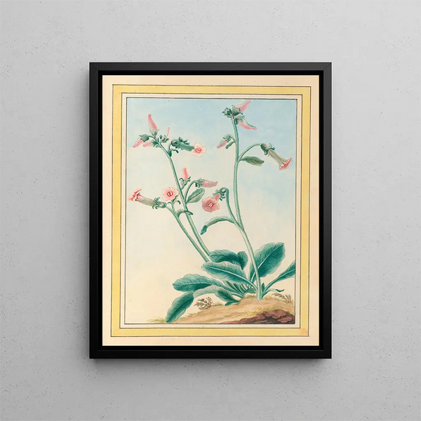 Pierre Joseph Buchoz - Plantes de Chine Pl100.webp