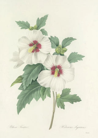 Pierre Joseph Redout - Choix des plus belles fleurs pl 004.webp