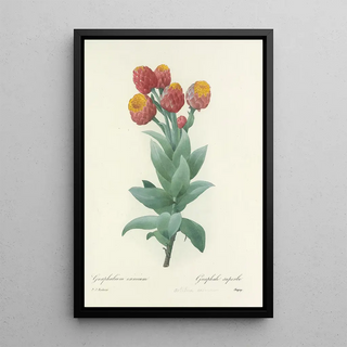 Pierre Joseph Redout - Choix des plus belles fleurs pl 011.webp