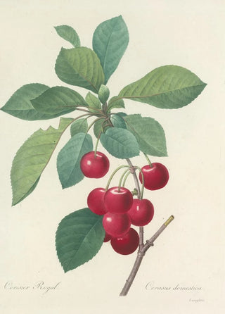 Pierre Joseph Redout - Choix des plus belles fleurs pl 022.webp