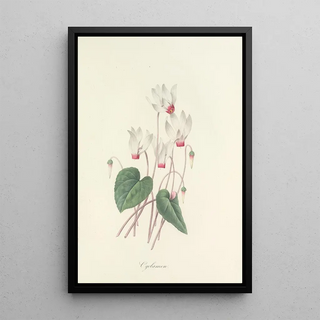 Pierre Joseph Redout - Choix des plus belles fleurs pl 029.webp