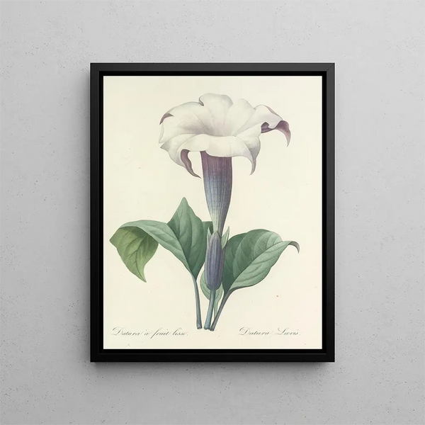 Pierre Joseph Redout - Choix des plus belles fleurs pl 033.webp
